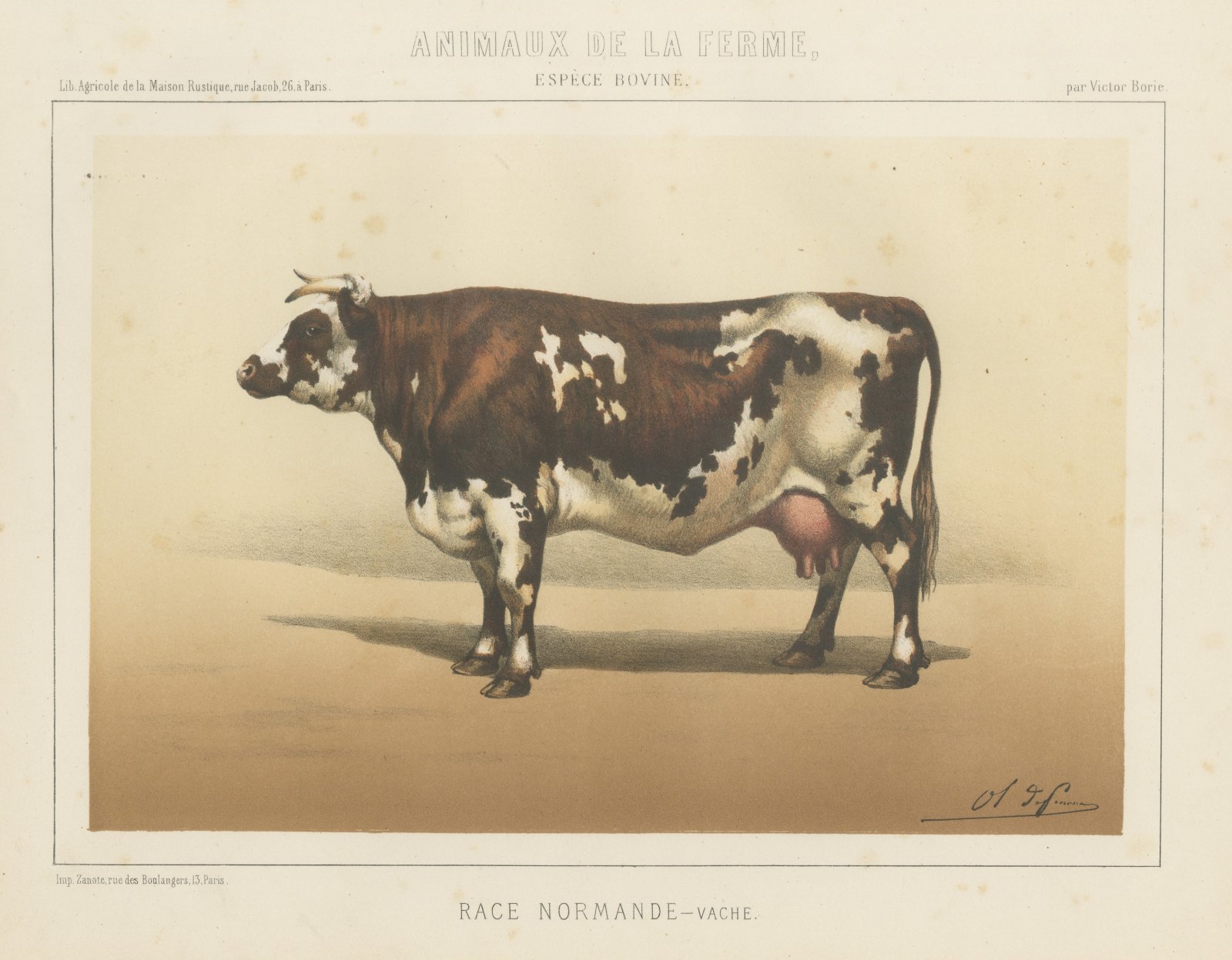 Normandy Cow, French Cattle Breed, Antique Chromolithograph by Borie, 1863