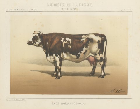 Normandy Cow, French Cattle Breed, Antique Chromolithograph by Borie, 1863