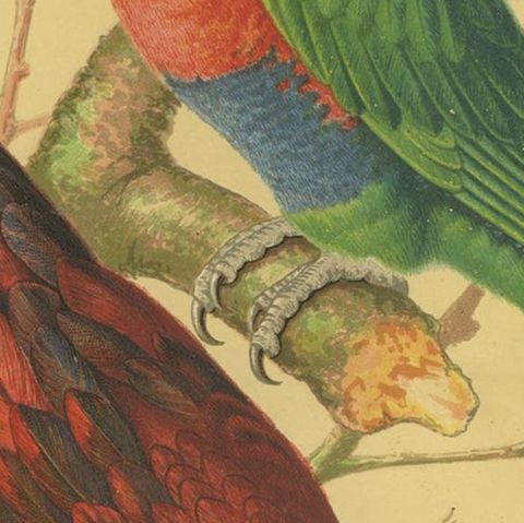 Antique Bird Print of Blue-Streaked Lory and Blue Mountain Lory, ca 1880, close-up 2