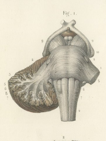 The Brain Stem and Cerebellum, Antique Hirschfeld Anatomy Print, 1866, view 3