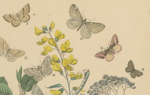 Victorian Moth Illustrations by William Forsell Kirby, 1882, close-up 2