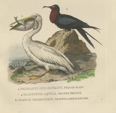 Hand-colored Print of a White Pelican, Frigate Bird and Red-Tailed Tropic Bird, close-up 2