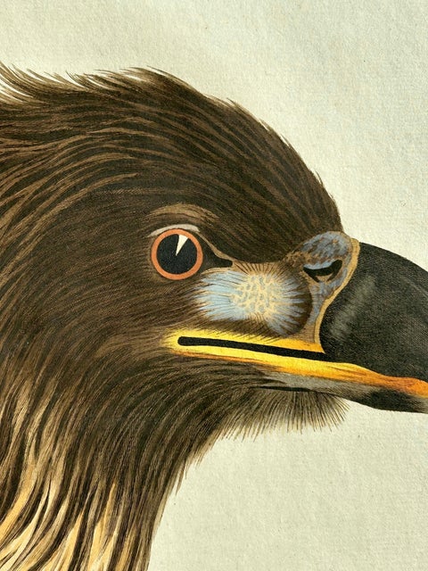 White-Tailed Eagle, Falco leucocephalus hornotinus, Netherlands, 1829, view 4