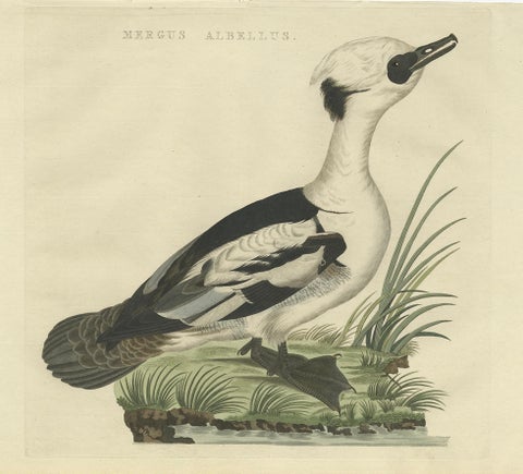 Smew Duck, Antique Dutch Bird Print by Sepp & Nozeman, Hand-Colored, circa 1809, close-up 6