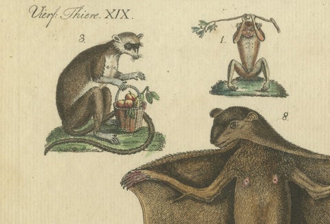Antique Hand-colored Engraving of Lemurs and Flying Mammals, c.1800, close-up 3