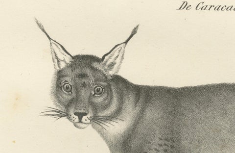 19th-Century Lithograph of the Caracal and Lynx in Striking Profiles, close-up 1