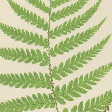 Set of 3 Antique Fern Prints - Aspidium Pubescens, Elongatum, Dilatatum (c.1868), close-up 2