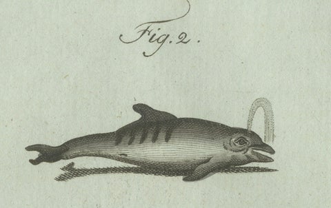 Original Antique Print of Orca, Whale and Dolphin by Bertuch, 1805, close-up 2