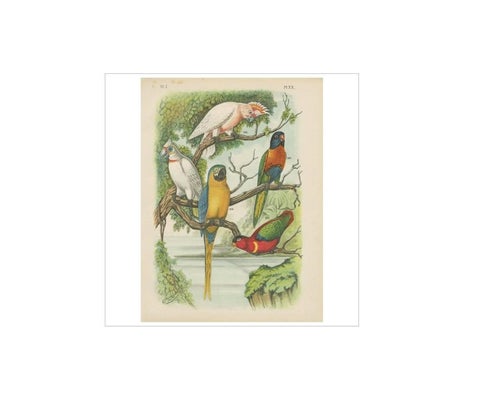 Antique Bird Print of the Cockatoo, Blue-Mountain Lory and Maccaw (1886), view 2