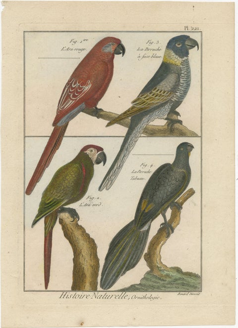 Beautiful, Richly Colored, Copper Engraving of Parrots and Parakeets '1792', view 2