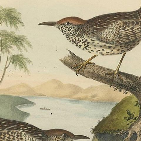 Two Allied Wrens Antique Bird Print Made after D.G. Elliot, 1869, close-up 2