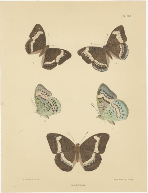 Vibrant Victorian Butterfly Lithographs: Delicate Portraits by Moore, 1878, view 2