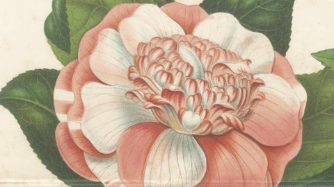 Antique Botanical Lithograph, Camellia Sophia, de Vriese, 1856, close-up 3