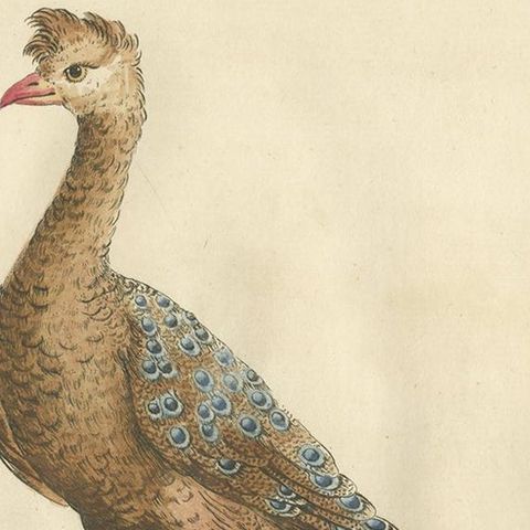 Antique Bird Print of a Peacock by Manetti, 'circa 1770', close-up 2