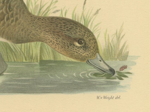 Autumn Repose: Old Bird Print of The Eurasian Wigeon by Magnus von Wright, 1929, close-up 2