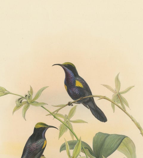 Antique Bird Print of the Copper-Throated Sunbird by Gould 'circa 1850', view 3