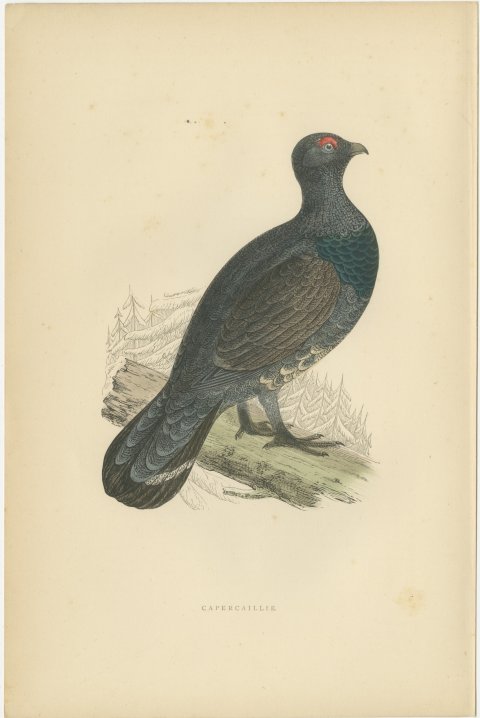 Capercaillie on a Fallen Log in Snowy Pines, Antique Bird Print, Morris, 1896, view 2