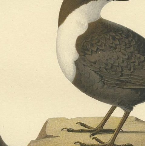 Antique Bird Print of The White-throated Dipper by Von Wright, 1927, close-up 2