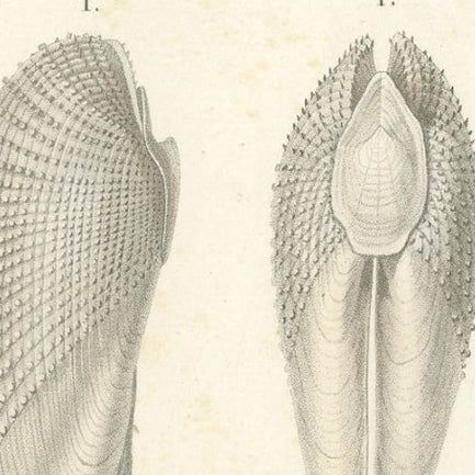 Old Print of the Common Piddock, Watering Pot Shell, Shipworm and More, 1849, close-up 2