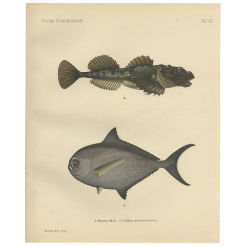 Ray’s Bream and Fourhorn Sculpin - Rare Scandinavian Fish Lithograph, 1895