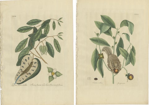 Flying Squirrel & Blue-Tail Lizard, Catesby Natural History c.1771, view 4