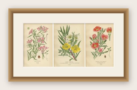 Antique Flower Prints: Clarkia Pulchella, Evening Primroses & Godetia, 1897, shown framed
