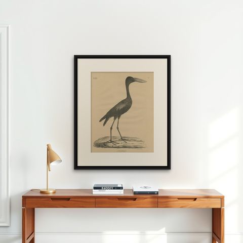 Antique Bird Print of the African Openbill by Goldfuss, circa 1824, shown framed on a wall