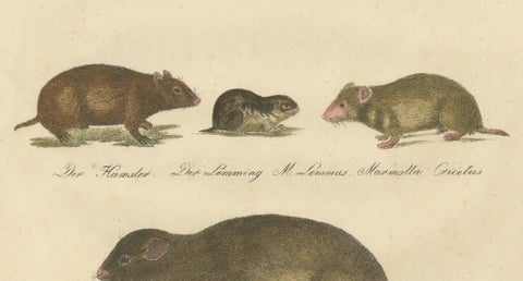Alpine Marmot, Hamster, Lemming & Rock Hyrax, Brodtmann Lithograph, 1816, close-up 3