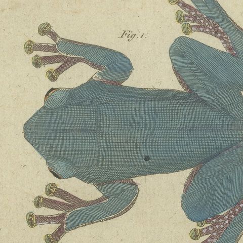 Four Tree Frogs Including a Blue Frog, Antique Bertuch Print, Vienna, circa 1815, close-up 6