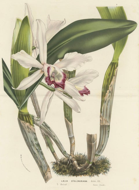 Stelzner's Laelia Orchid: Hand-Colored Lithograph by Louis van Houtte, 1855, close-up 4
