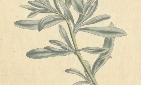 Antique Botanical Engraving of Silverbush - Rare 1799 Floral Print by Curtis, close-up 1