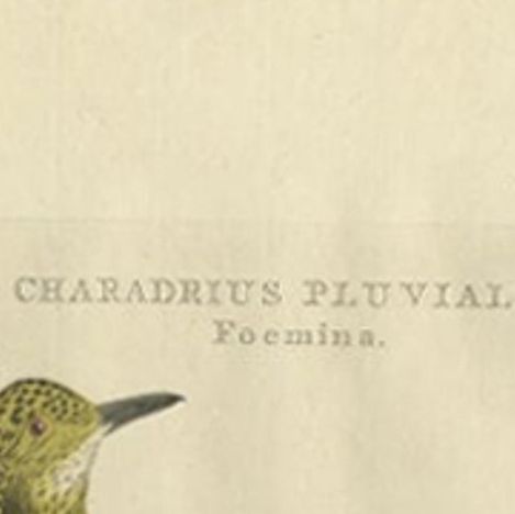 Antique Bird Print of the Female Eurasian Golden Plover by Sepp & Nozeman, 1797, close-up 1