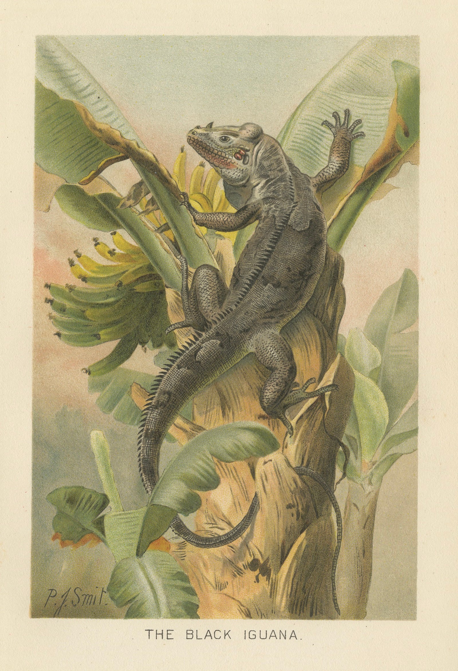 The Black Iguana on Banana Tree, Antique Reptile Natural History Print, 1895