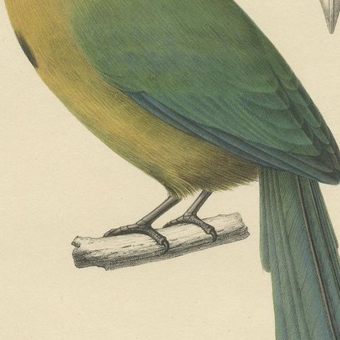 Original Antique Bird Print of a Keel-Billed Motmot, 'c.1850', close-up 2