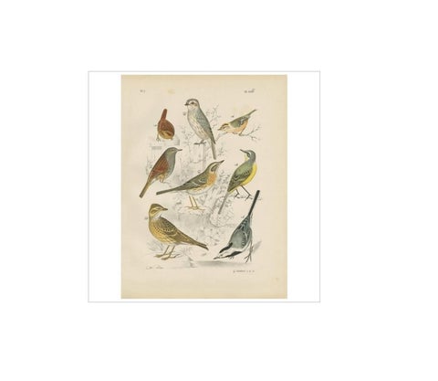 Antique Bird Print of the Lark, Winter Wren, Goldcrest and Yellow Wagtail (1886), view 4