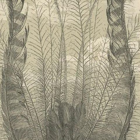 Antique Print of a Famous Australian Native Bird Named The Lyrebird, 1853, close-up 1