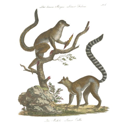 Antique Ring-Tailed Lemur Lithograph by Karl Joseph Brodtmann, 1816, view 2