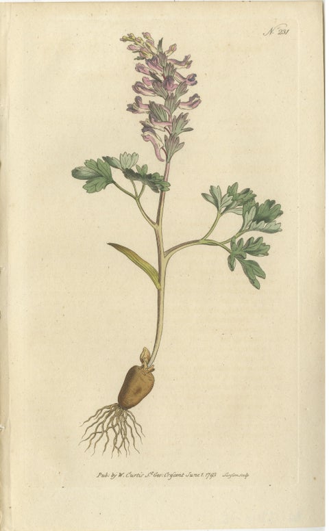 Set of 2 Antique Botany Prints - Solid Rooted and Hollow Rooted Fumitory, view 3