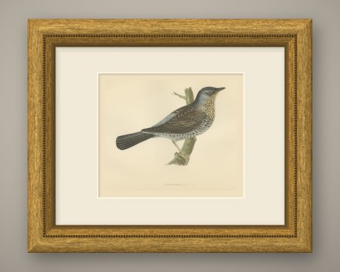 Fieldfare on a Green Stump, Hand Colored Thrush Print, Morris, 1896, shown framed
