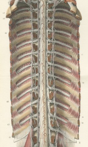 Brain and Spinal Cord with the Spinal Nerves, Hirschfeld Folding Plate, 1866, view 4