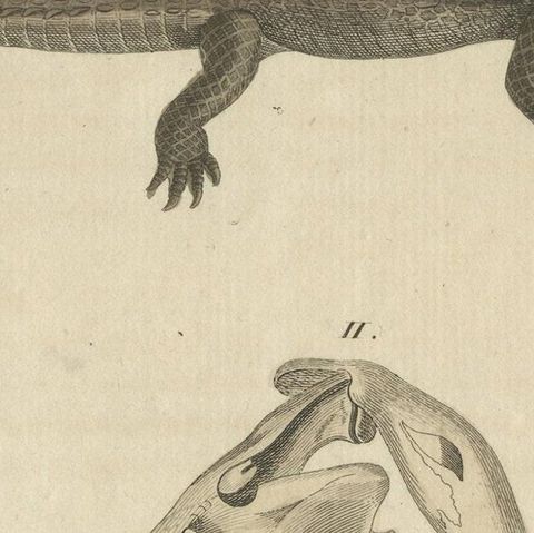 Antique Print of the Santo Domingo Crocodile and a Crocodile Skull, close-up 5