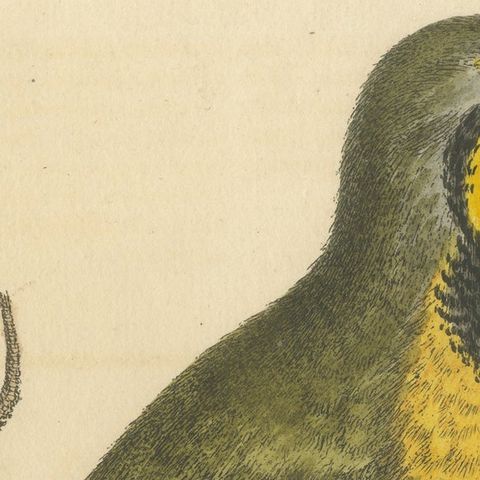 Antique Bird Print of a Green Pie from the East Indies, close-up 1