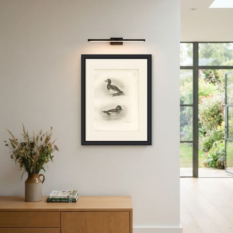 Diving Ducks: Greater Scaup & Tufted Duck, Medland Bird Print, 1909, shown framed on a wall