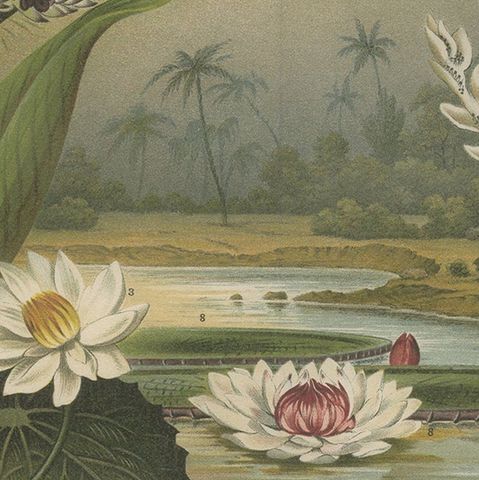 Antique Print of various Aquatic Plants by Meyer 'c.1895', close-up 2
