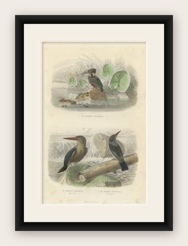 Antique Bird Print Depicting Three Species of Kingfisher, circa 1850, shown framed