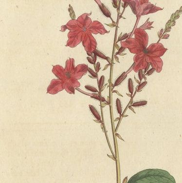 Set of 3 Antique Botany Prints, Crane's Bill, Leadwort, Ipomoea, 1794, close-up 2