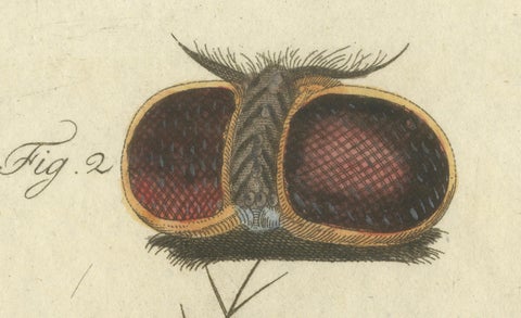 Anatomy of the Common Fly: Hand-Colored Engraving from Bertuch, 1798, close-up 2