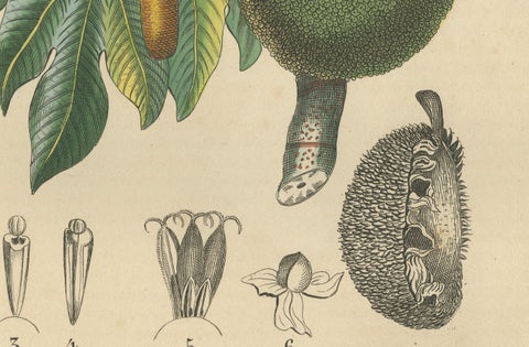 Artocarpus incisa (Breadfruit Tree), Hand-Colored Botanical Engraving, ca. 1825, close-up 1