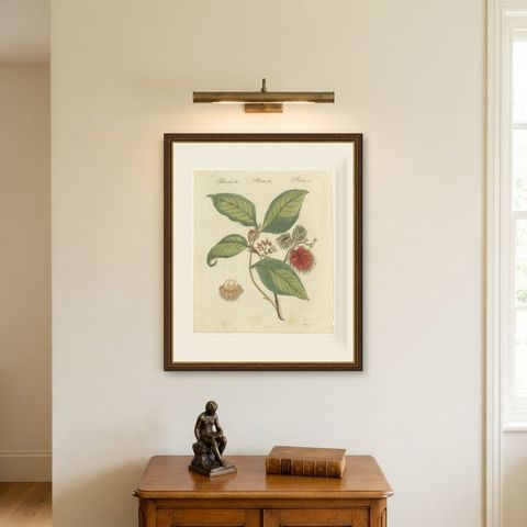 Rambutan Tropical Fruit Branch, Antique Bertuch Print, circa 1810, shown framed on a wall