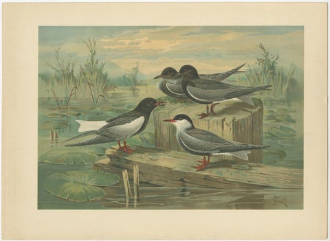 Antique Bird Print of Black Terns in Marsh Landscape, 19th Century, view 2